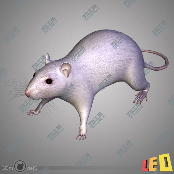 images/goods_img/202104094/Rat Anatomy/2.jpg